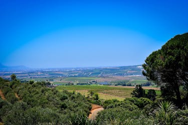 Private half-day tour to Waterford Wine Estate